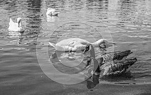 Hyde Park - swans and ducks in black and white.