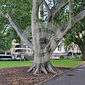 Hyde Park, Sydney photo