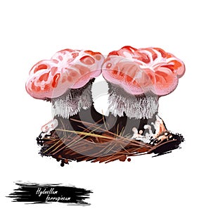 Hydnellum ferrugineum, mealy tooth or reddish brown corky spine mushroom closeup digital art illustration. Boletus has pinky white