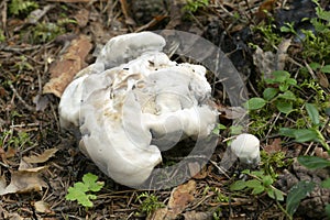 Hydnellum suaveolens mushrooms