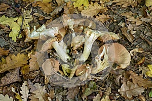 Hydnum melleopallidum photo