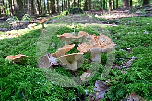 Hydnum repandum, also called sweet tooth or wood hedgehog