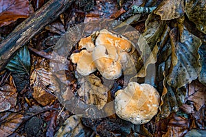 Hydnum repandum Bread stubble mushroom fungus in colourful autumn forest