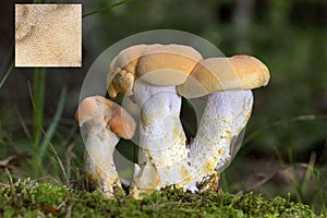 Hydnum repandum, commonly known as the sweet tooth, wood hedgehog or hedgehog mushroom