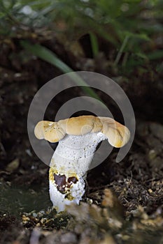 Hydnum repandum, commonly known as the sweet tooth, wood hedgehog or hedgehog mushroom