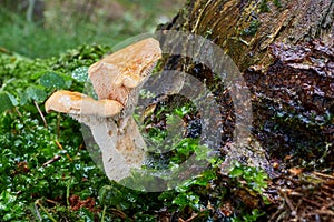 Hydnum repandum. Fungus in the natural environment