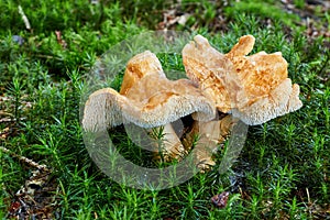 Hydnum repandum. Fungus in the natural environment