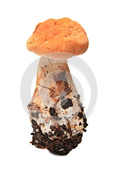 Hydnum repandum mushroom