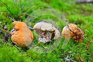 Hydnum repandum mushroom