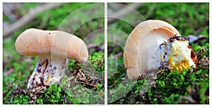 Hydnum repandum mushroom