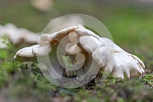 Hydnum repandum sweet tooth, wood hedgehog, hedgehog mushroom, is a basidiomycete fungus of the family Hydnaceae.