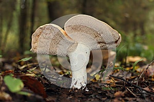 Hydnum repandum
