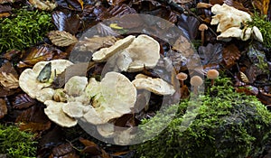 Hydnum repandum Wood Hedgehog Fungi