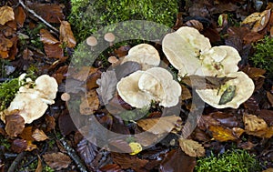 Hydnum repandum Wood Hedgehog Fungi