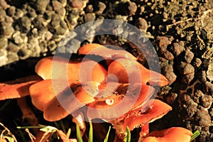 Hydnum rufescens autumn mushroom in sunlight