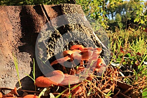 Hydnum rufescens autumn mushroom in sunlight