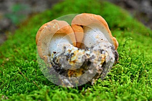 Hydnum rufescens mushroom