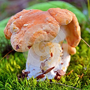 Hydnum rufescens mushroom