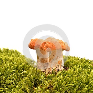 Hydnum rufescens mushroom