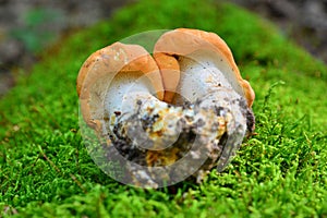 Hydnum rufescens mushroom