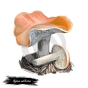 Hydnum umbilicatum depressed hedgehog, species of tooth fungus in family Hydnaceae isolated on white. Digital art illustration,