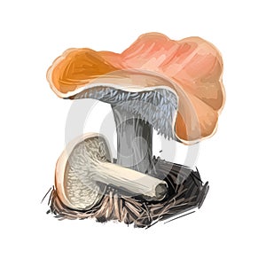 Hydnum umbilicatum depressed hedgehog, species of tooth fungus in family Hydnaceae isolated on white. Digital art illustration,