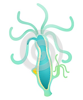 Hydra of Anatomy