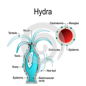 Hydra anatomy. Cnidaria. Vector illustration