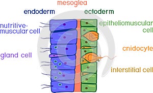 Hydra body wall structure. Educational material for lesson of zoology