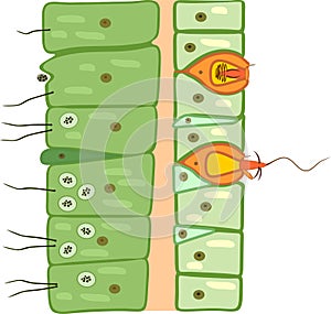 Hydra body wall structure. Educational material for lesson of zoology photo