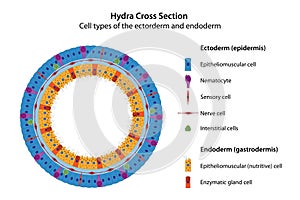 Hydra Cross Section.