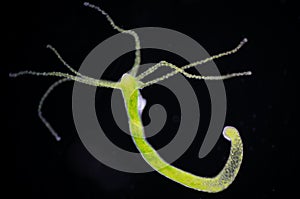 Hydra is a genus of small animals