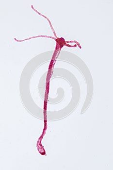 Hydra is a genus of small, fresh-water animals.