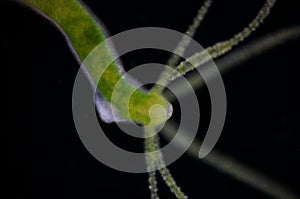 Hydra is a genus of small, fresh-water animals of the phylum Cni