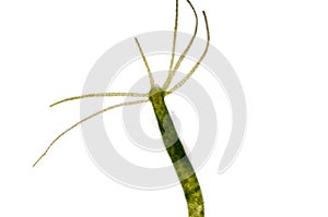 Hydra is a genus of small, fresh-water animals of the phylum Cni photo