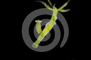 Hydra is a genus of small, fresh-water animals of the phylum Cnidaria and class Hydrozoa.