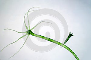 Hydra is a genus of small, fresh-water animals of phylum Cnidaria and class Hydrozoa