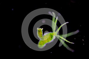 Hydra is a genus of small, fresh-water animals of the phylum Cnidaria and class Hydrozoa. photo