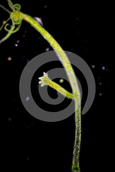 Hydra is a genus of small, fresh-water animals of the phylum Cnidaria and class Hydrozoa. photo