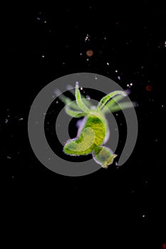 Hydra is a genus of small, fresh-water animals of the phylum Cnidaria and class Hydrozoa under the microscope.