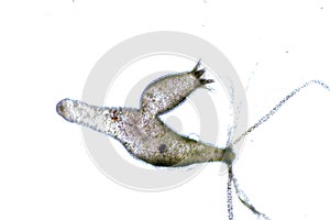 Hydra is a genus of small, fresh-water animals of the phylum Cnidaria and class Hydrozoa.