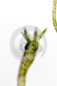 Hydra under the microscope for education.