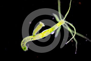 Hydra is a genus of small, fresh-water animals of the phylum Cnidaria and class Hydrozoa. photo