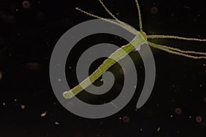 Hydra under the microscope for education.