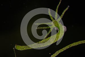 Hydra under the microscope for education.