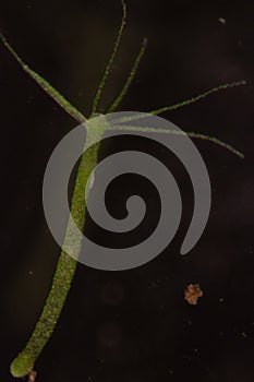 Hydra under the microscope for education.