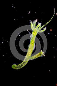 Hydra is a genus of small, fresh-water animals of the phylum Cnidaria and class Hydrozoa under the microscope. photo
