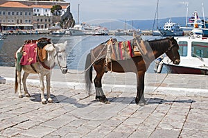 Hydra Island, Greece Mules for the transportation of people and products