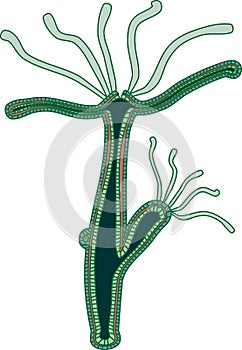 Hydra Polyp