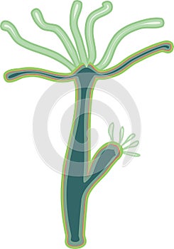 Hydra Polyp